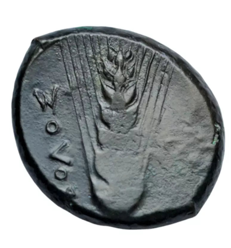 Greek, Lucania, Metapontion, AE obol, c. 425-350 BC, Demeter/grain ear, Morcom plate